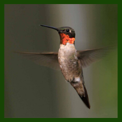 ruby-throated hummingbird flying
