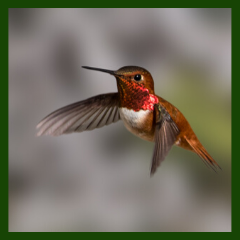 rufous hummingbird migration