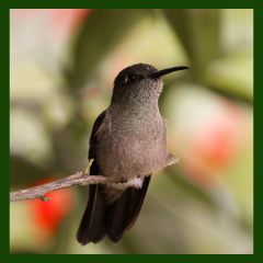 average lifespan of hummingbirds