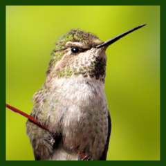 keen eyesight of hummingbirds