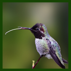 hummingbird's tongue