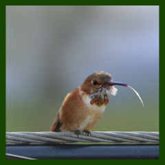 hummingbird licks