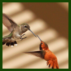 aggressive hummingbirds