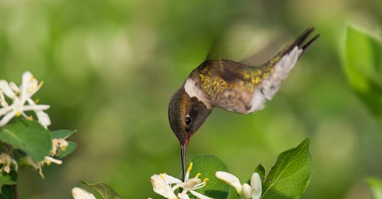 3 Tips for Feeding Hummingbirds this Autumn