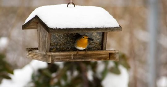 5-Things-to-Know-About-Feeding-Birds-in-Winter