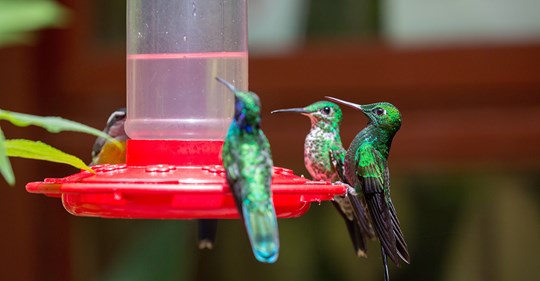 8-easy-tips-to-feed-hummingbirds-in-your-backyard