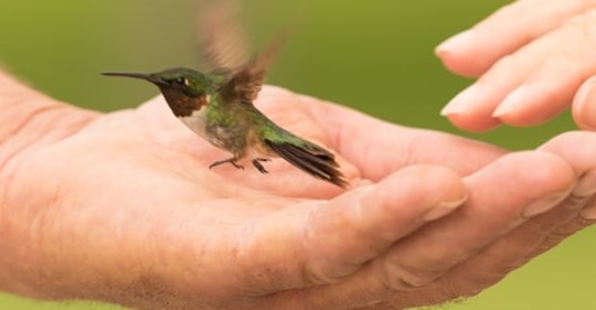 9-fun-facts-about-hummingbirds