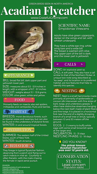Acadian Flycatcher Infographic