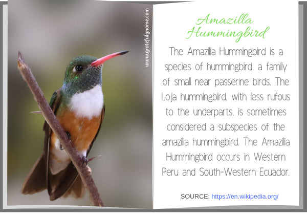 Amazilla Hummingbird