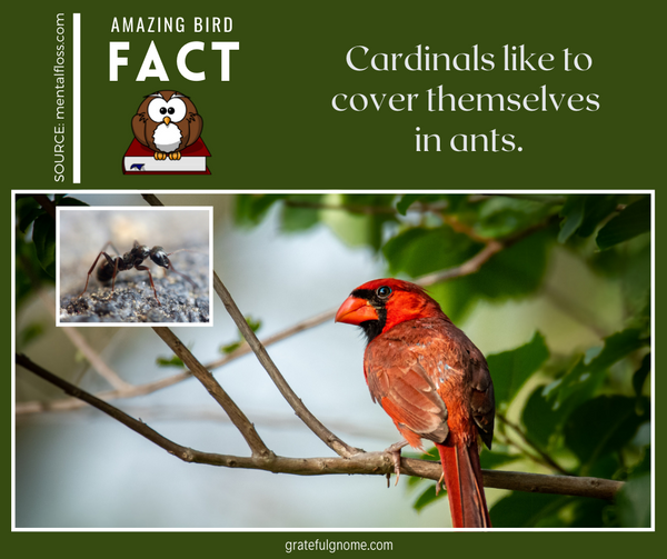 amazing bird fact