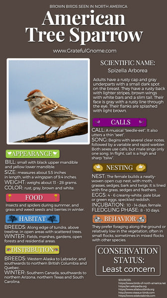 American Tree Sparrow Infographic