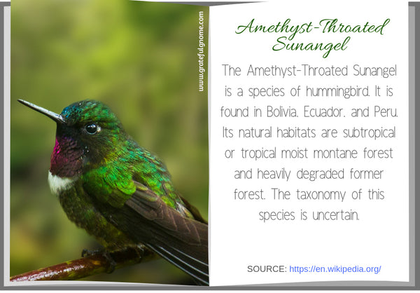 Amethyst-Throated Sunangel