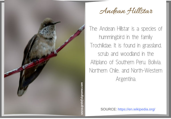Andean Hillstar