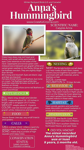 Anna's Hummingbird Infographic