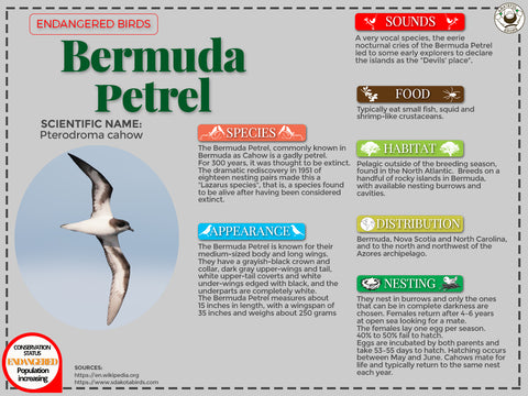 Bermuda petrel infographic
