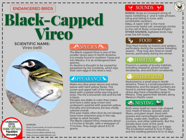 Black-capped Vireo