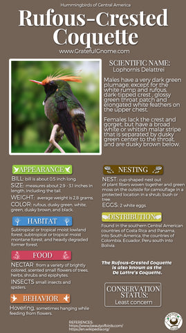 Black-crested Coquette Infographic