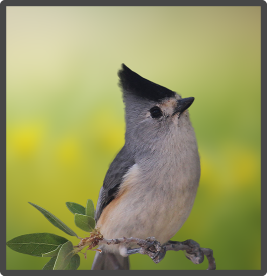 Black-crested Titmouse 
