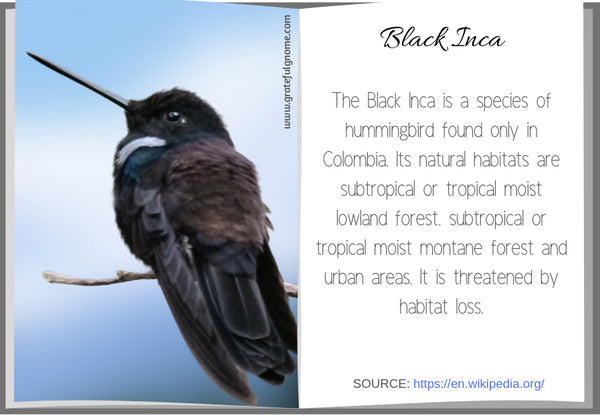 Black Inca