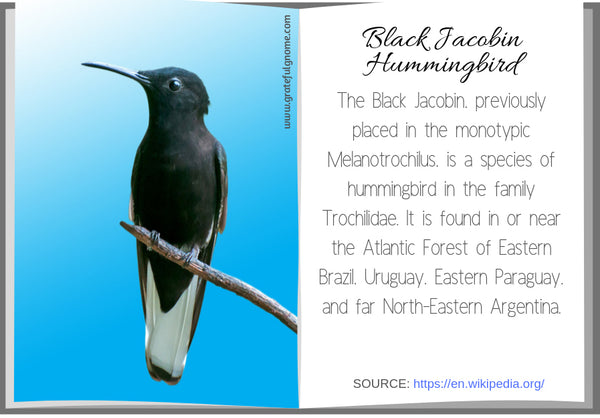 Black Jacobin Hummingbird