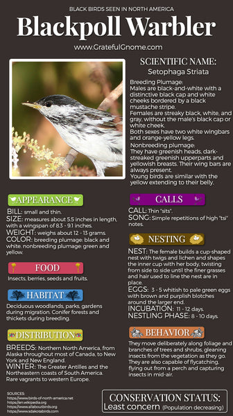 Blackpoll Warbler Infographic