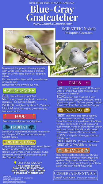 Blue-Gray Gnatcatcher Infographic