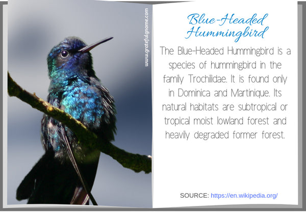 Blue-Headed Hummingbird