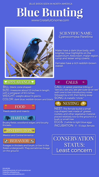 Blue Bunting Infographic
