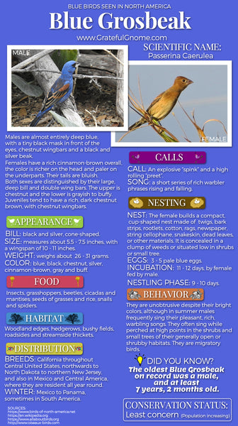 Blue Grosbeak Infographic