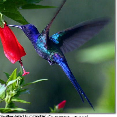 Blue Hummingbirds