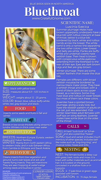 Bluethroat Infographic