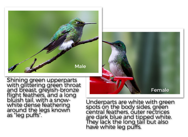 Booted Racket-Tail 