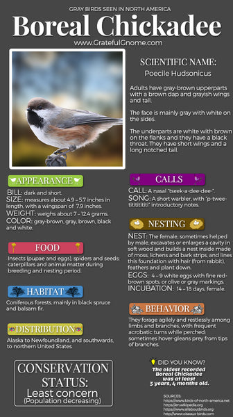 Boreal Chickadee Infographic