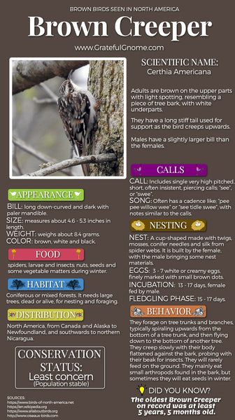 Brown Creeper Infographic