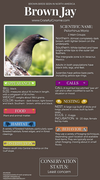 Brown Jay Infographic