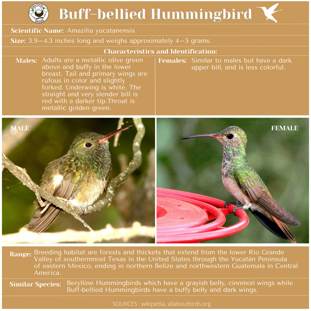 Buff-bellied Hummingbird