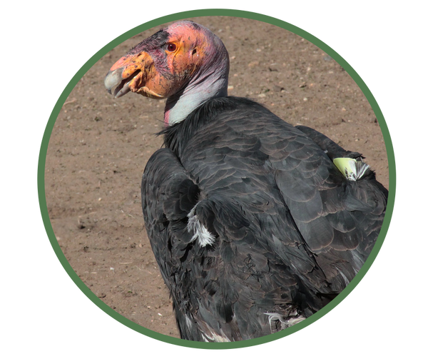California Condor 