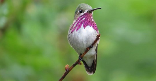 Calliope Hummingbird Identification