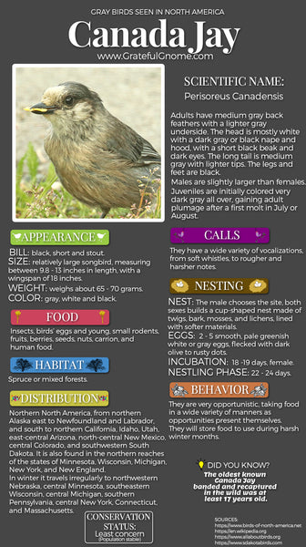 Canada Jay Infographic