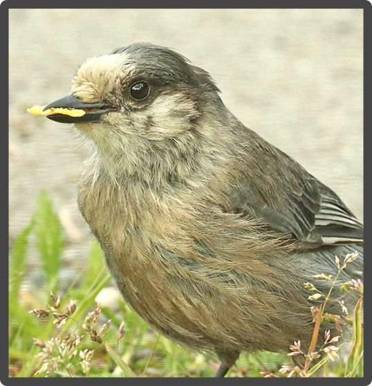 Canada Jay 