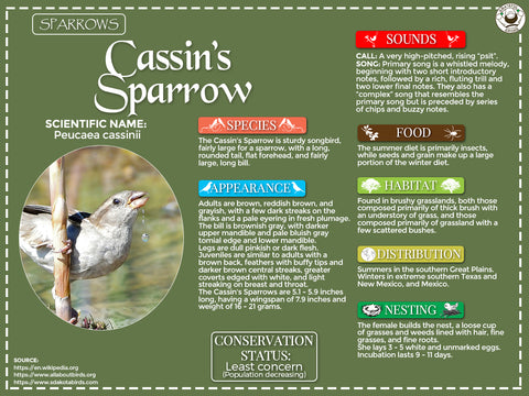 Cassin’s Sparrow Infographic