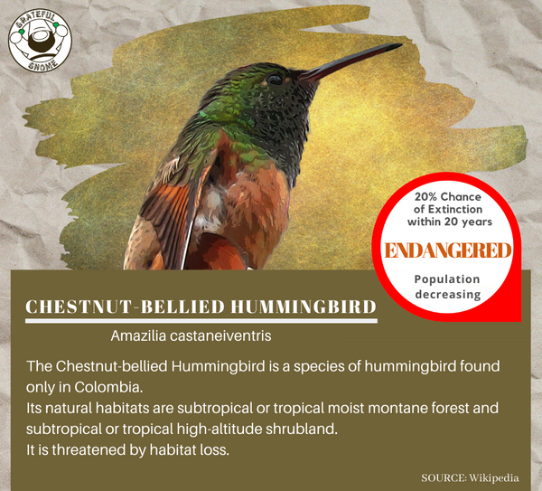 Chestnut-bellied Hummingbird 