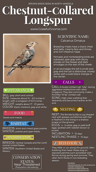 Chestnut-collared Longspur Infographic