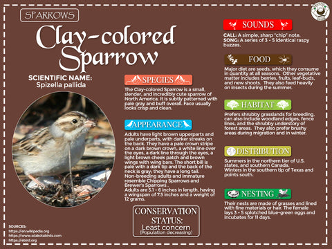 Clay-colored Sparrow Infographic