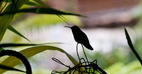 Endangered Hummingbird Species