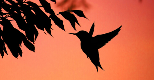 endangered hummingbird species
