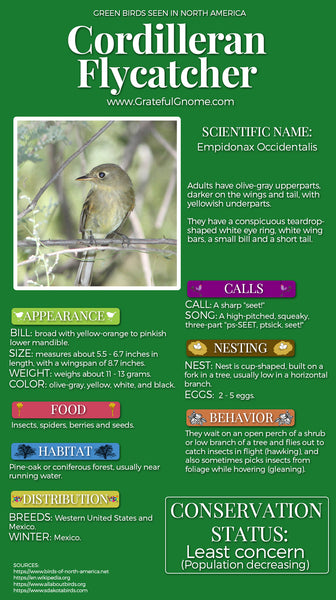 Cordilleran Flycatcher Infographic