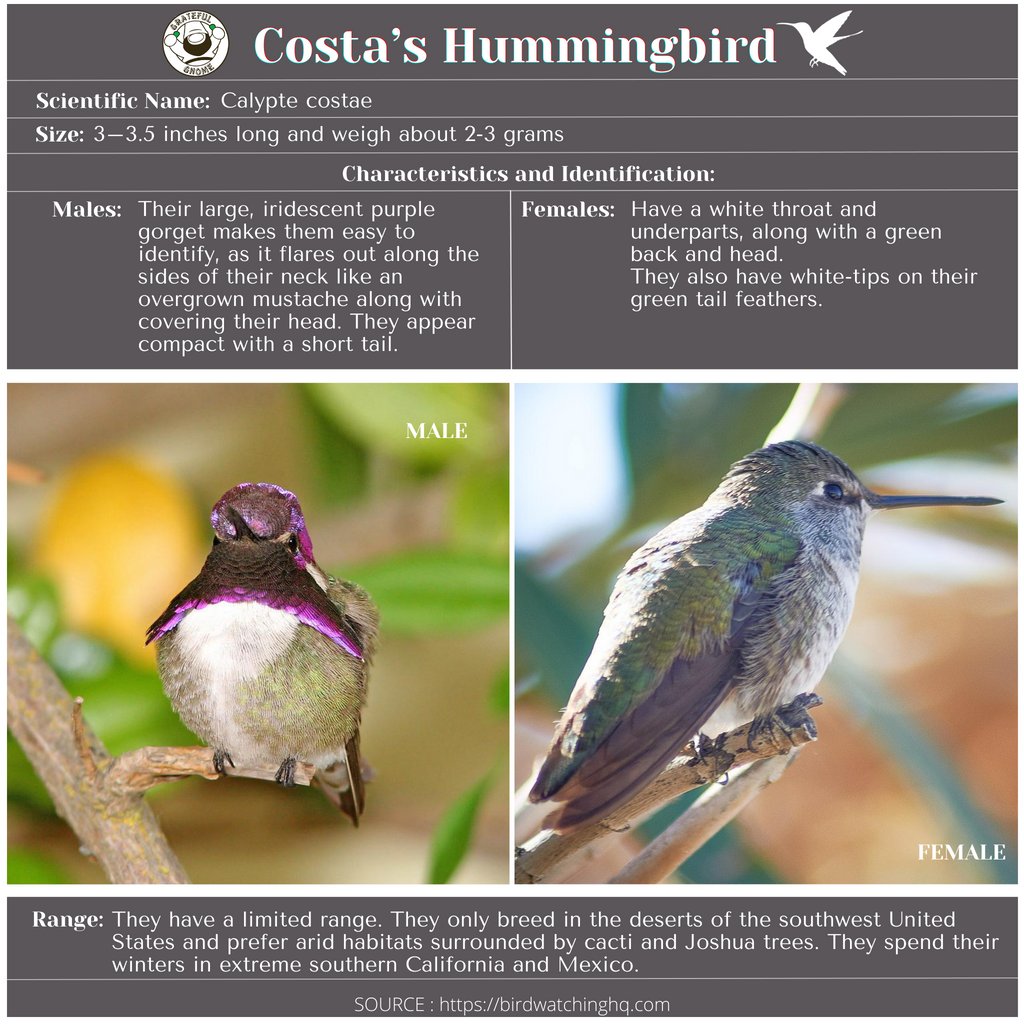 Costa’s Hummingbird