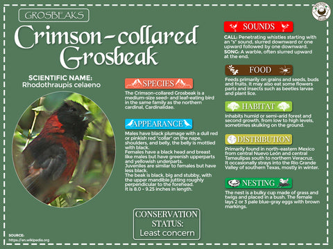 Crimson-collared Grosbeak Infographic