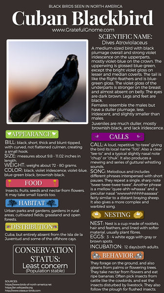 Cuban Blackbird Infographic